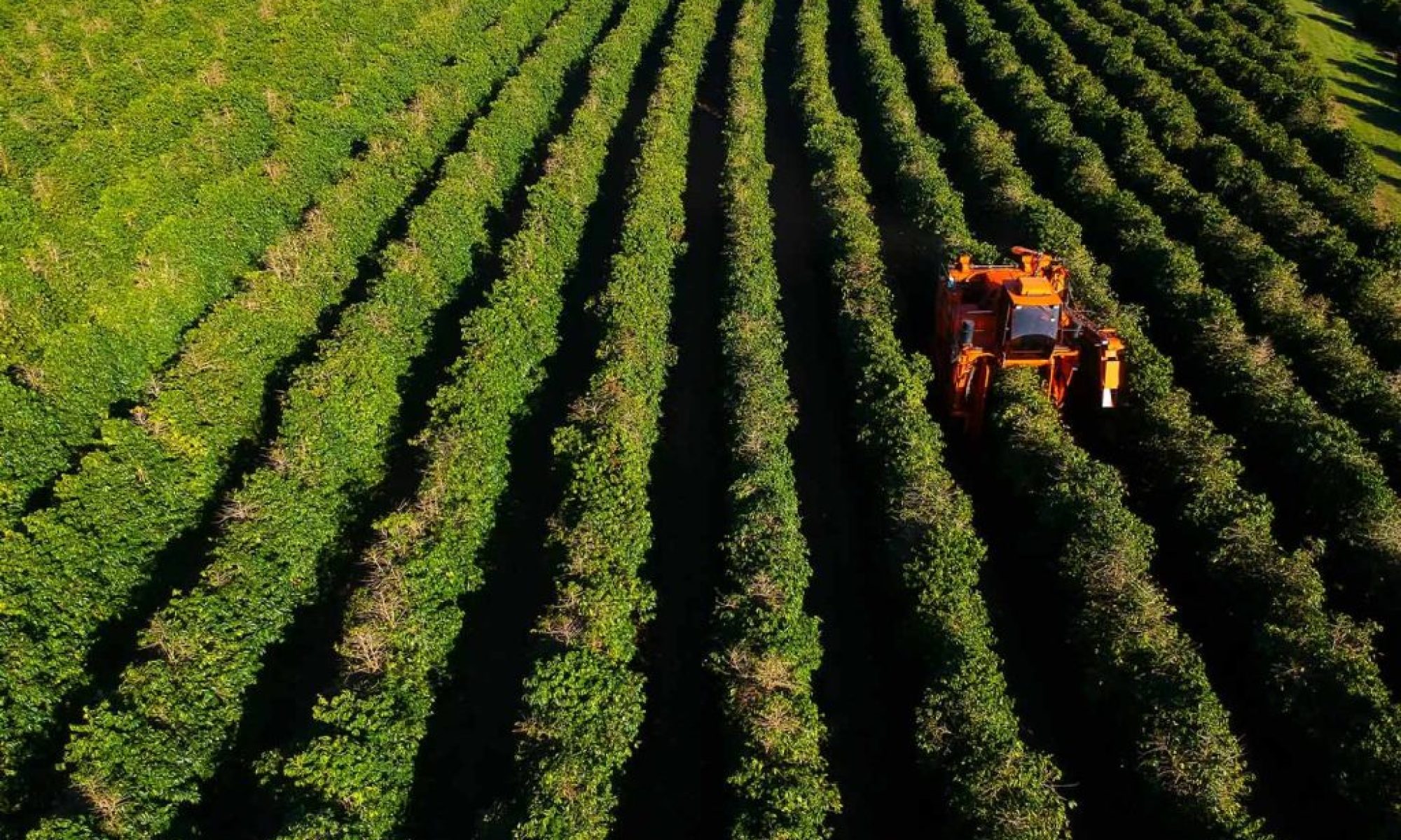 Brazil anticipates record coffee harvest in the face of an export slump