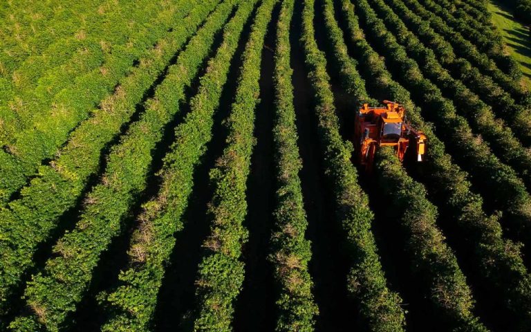 Brazil anticipates record coffee harvest in the face of an export slump