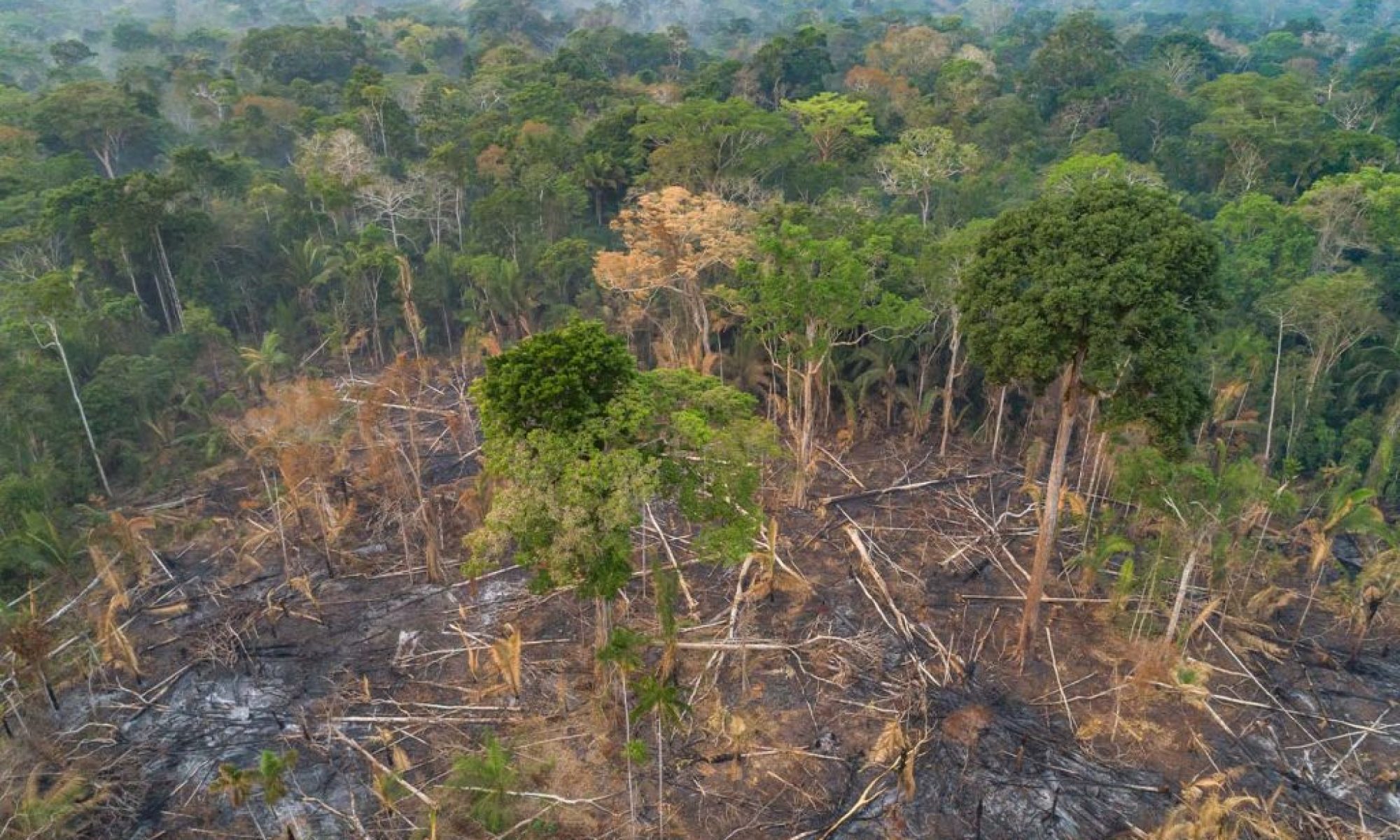 Brazil’s deforestation hits a six-year low as Lula campaigns on environmental protection