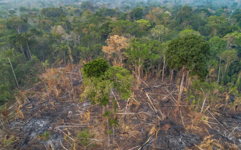 Brazil’s deforestation hits a six-year low as Lula campaigns on environmental protection