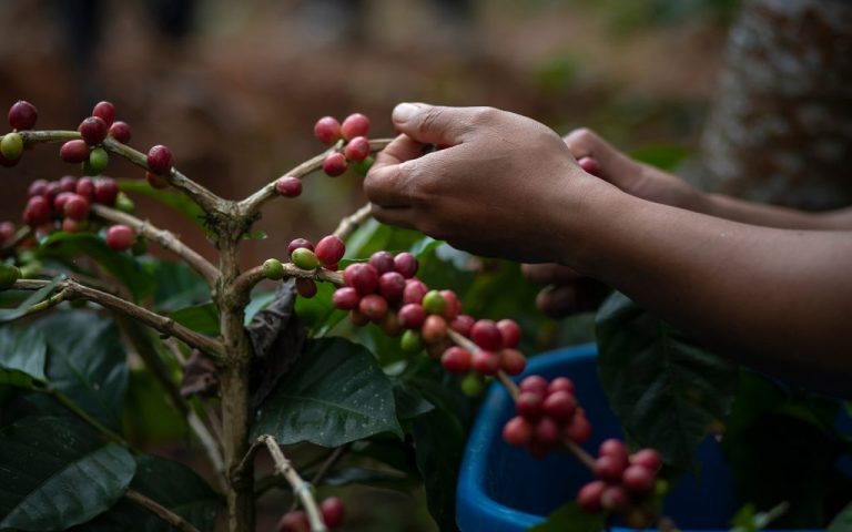 Angola’s government moves to revitalise its coffee sector 