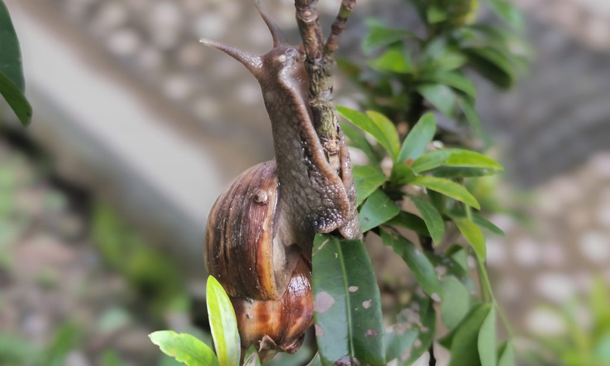 Zhuhai authorities issue public warning as invasive snail numbers rise