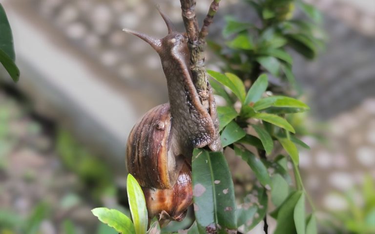 Zhuhai authorities issue public warning as invasive snail numbers rise