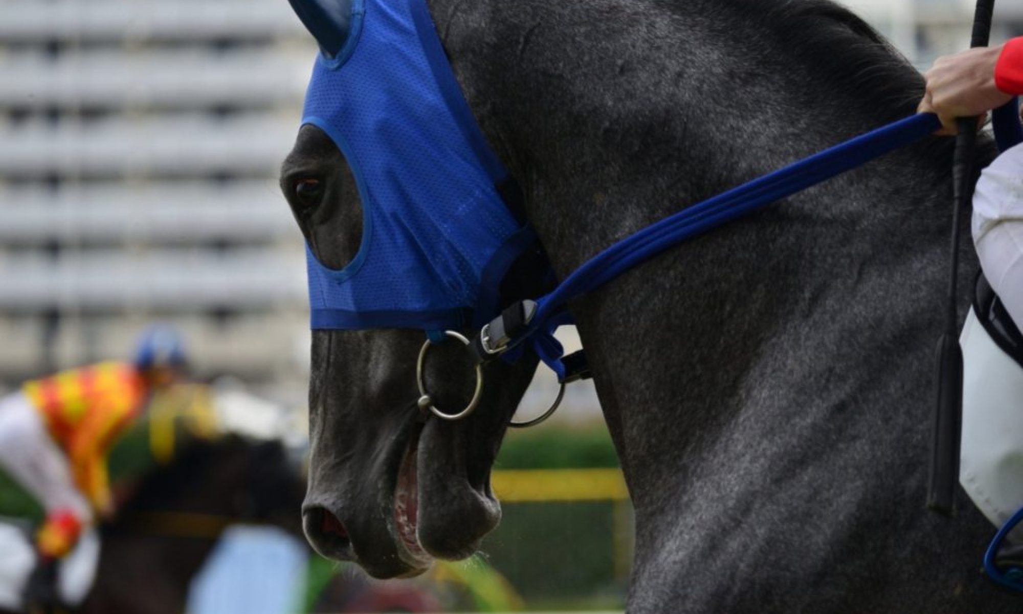 Guangzhou and Hong Kong collaborate on global equine sports hub