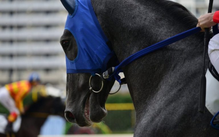 Guangzhou and Hong Kong collaborate on global equine sports hub