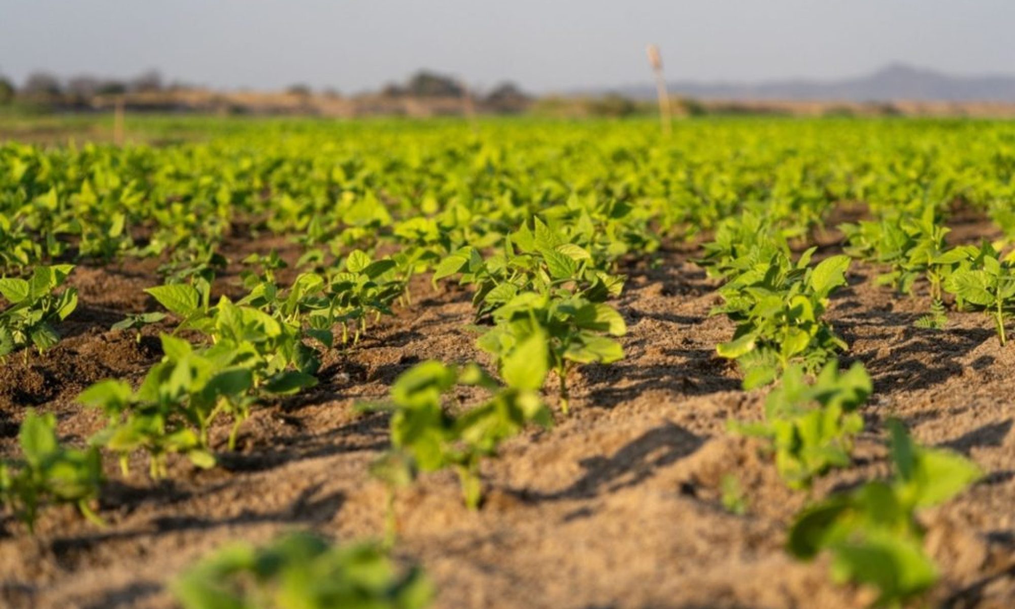 Push for climate funding to bolster irrigation in Mozambique
