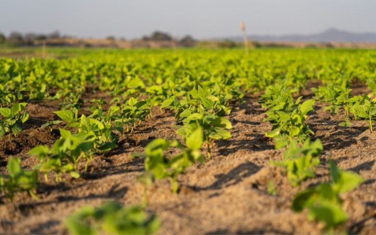Push for climate funding to bolster irrigation in Mozambique