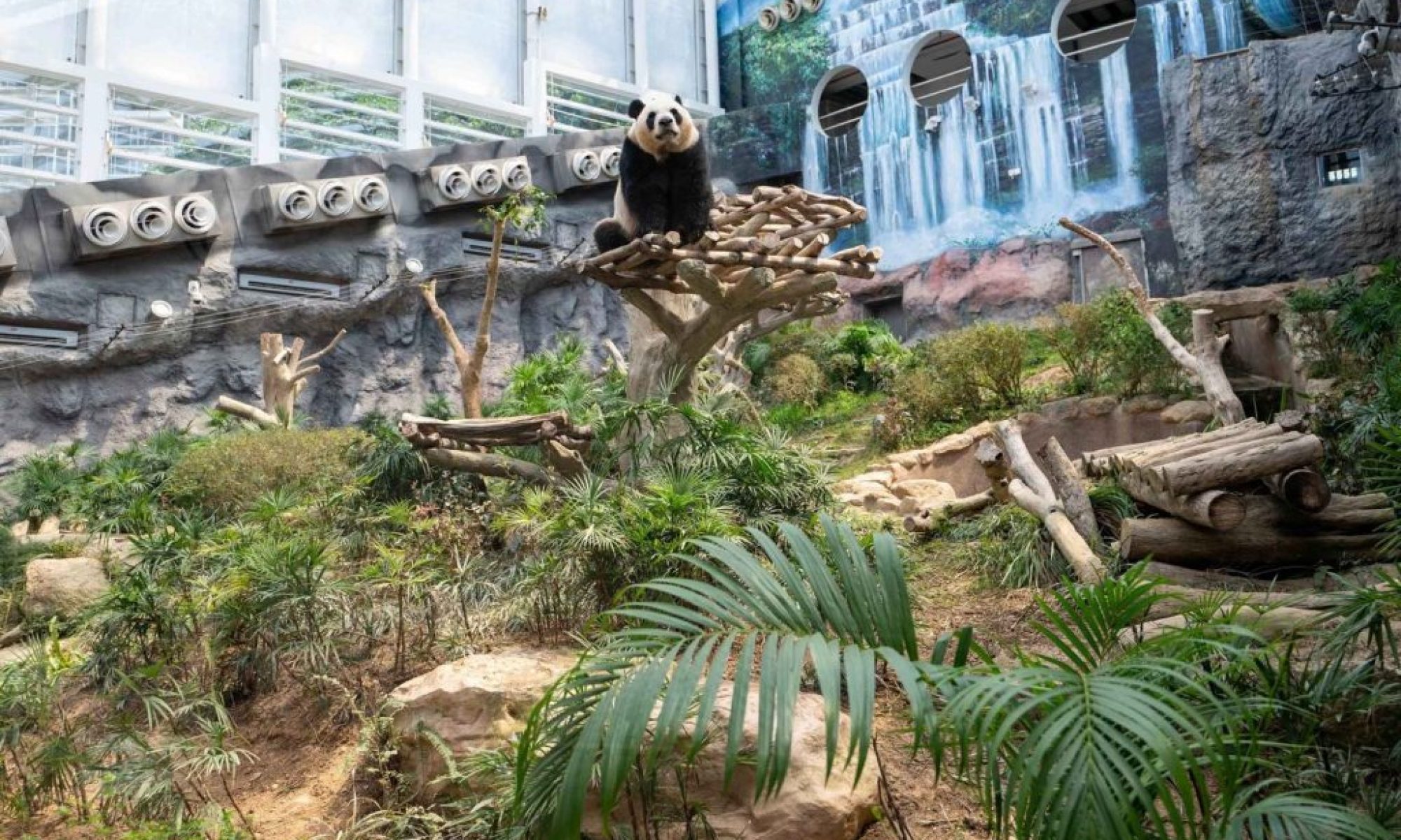 Macao’s giant panda twins to relocate to Chengdu