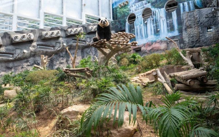Macao’s giant panda twins to relocate to Chengdu