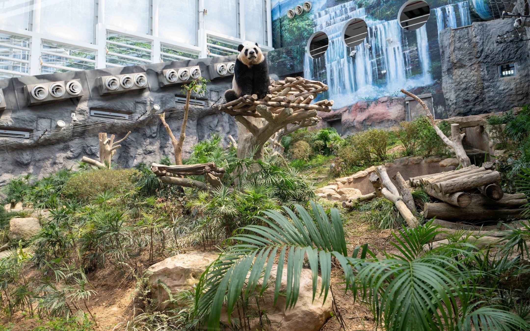 Macao’s giant panda twins to relocate to Chengdu