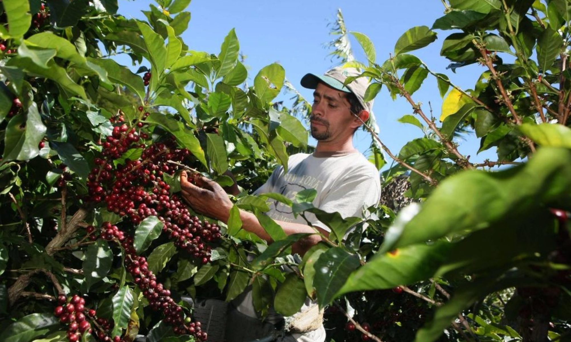 Extreme weather in Brazil threatens global coffee supply