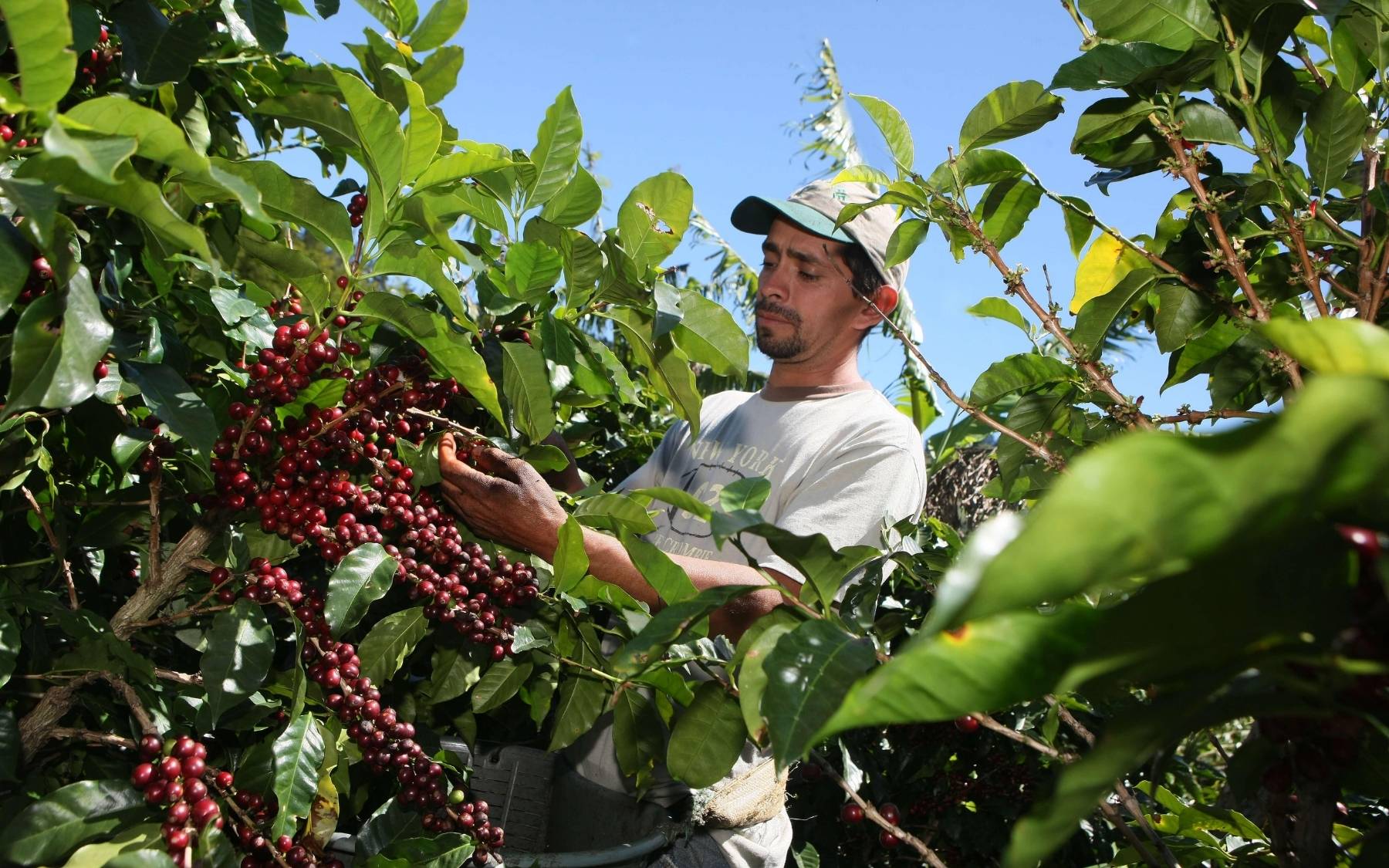 global coffee supply global coffee supply