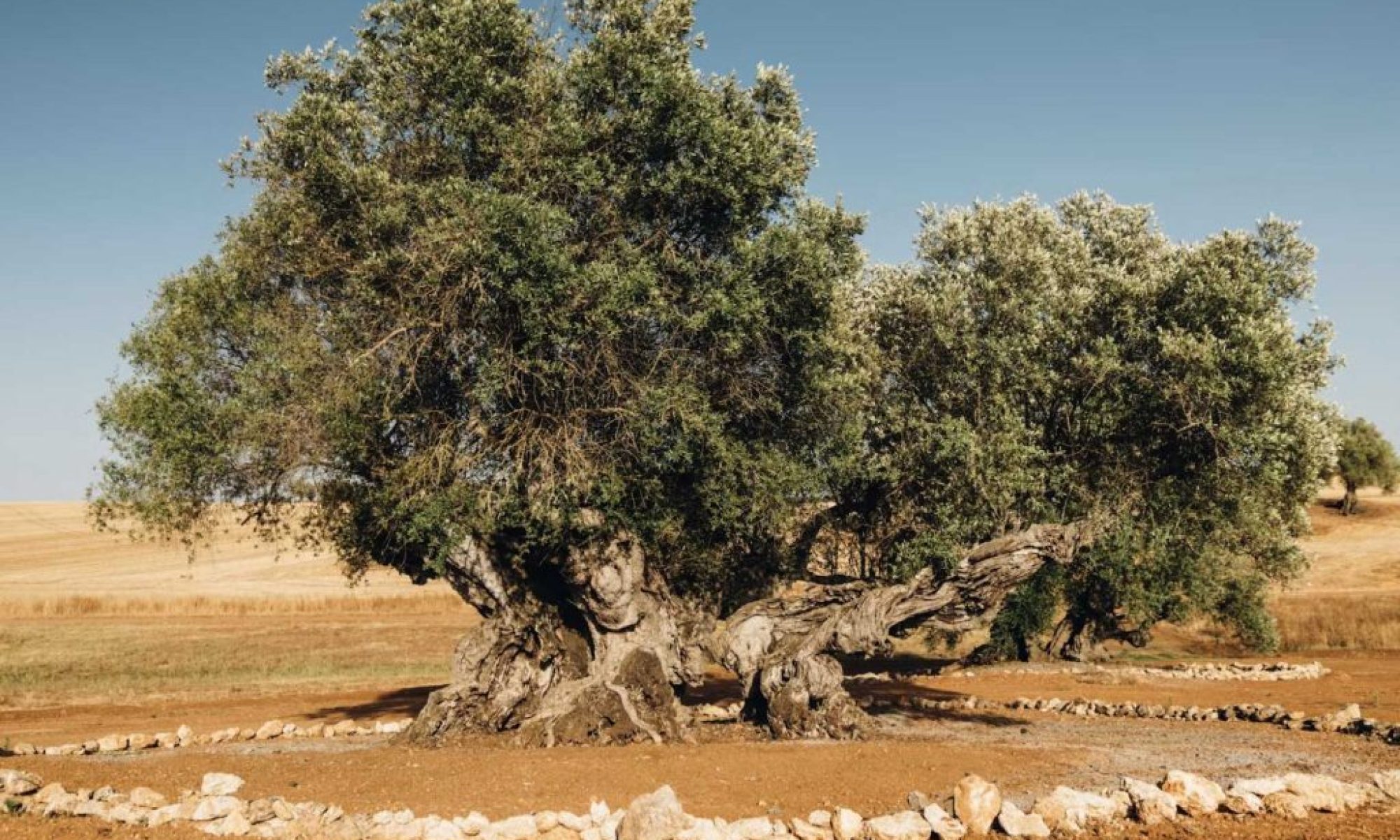 Portugal’s ancient olive trees continue to thrive after millennia