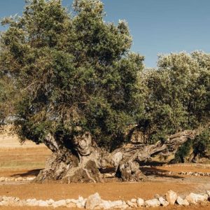 Portugal’s ancient olive trees continue to thrive after millennia