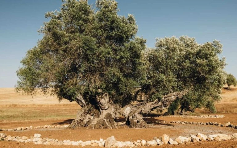 Portugal’s ancient olive trees continue to thrive after millennia