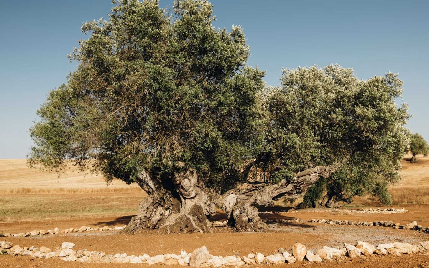 Portugal’s ancient olive trees continue to thrive after millennia