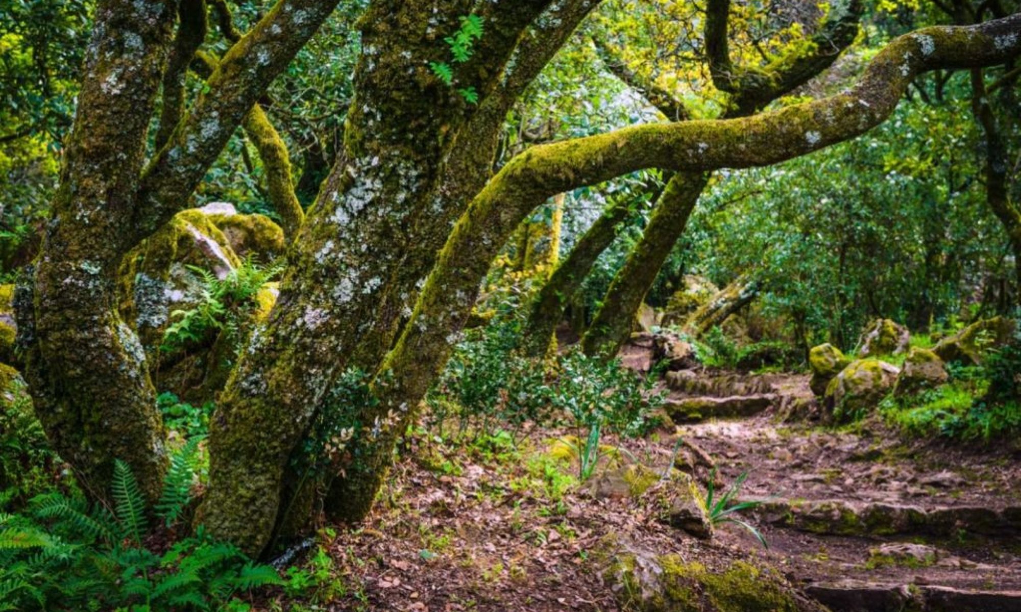 Portugal’s Buçaco National Forest earns global recognition as a therapeutic destination