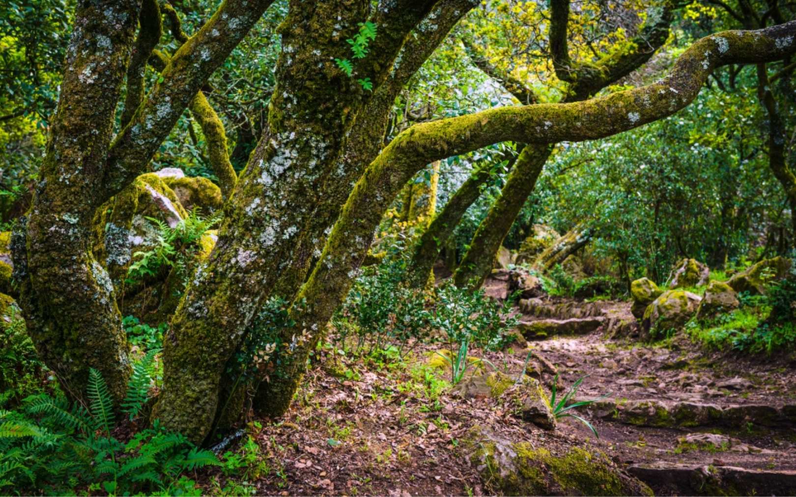 Portugal’s Buçaco National Forest earns global recognition as a therapeutic destination