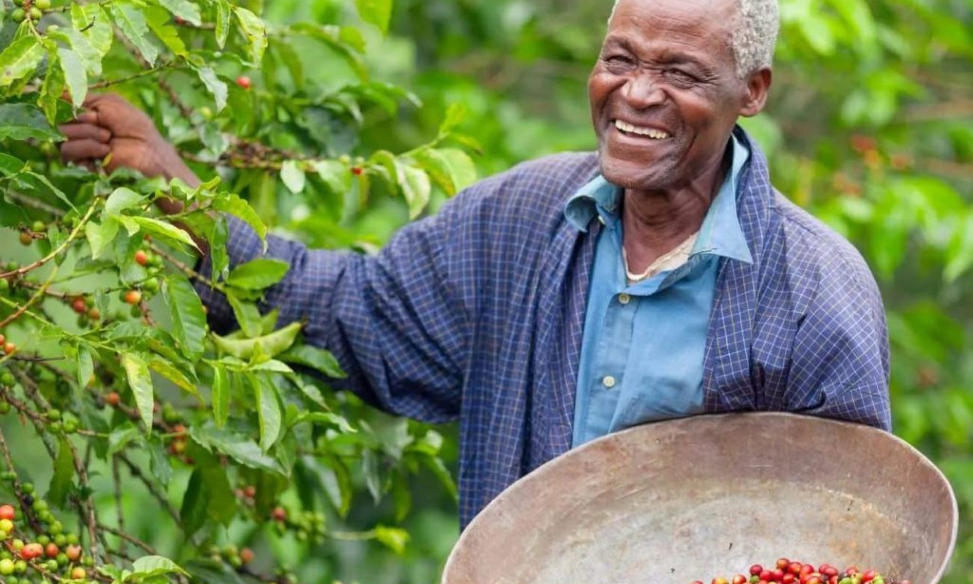 Angolan coffee revival gains momentum as Angonabeiro backs local producers