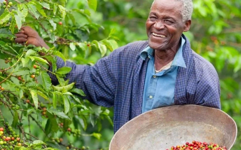 Angolan coffee revival gains momentum as Angonabeiro backs local producers