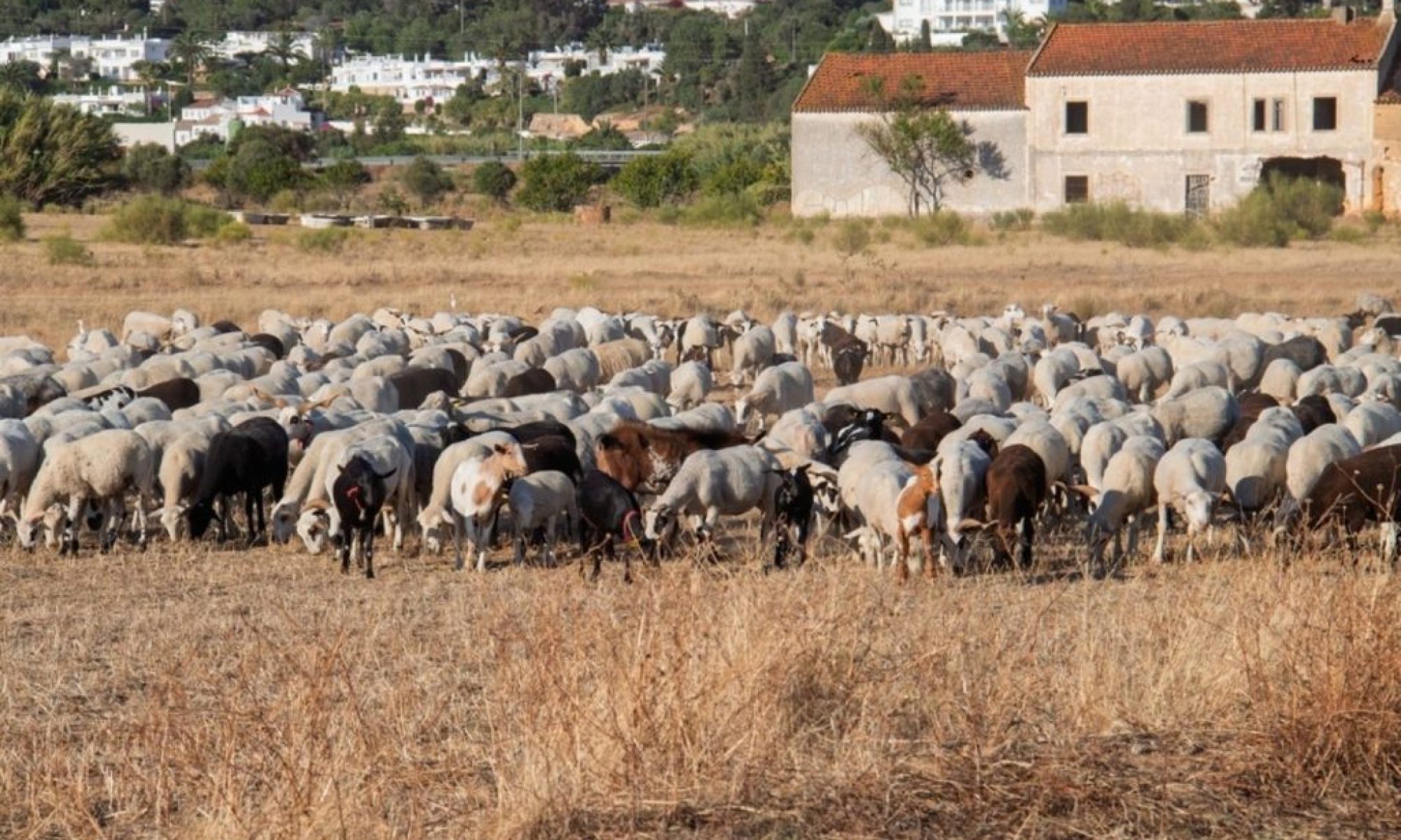 Portugal proposes EU funding for livestock grazing to prevent wildfires
