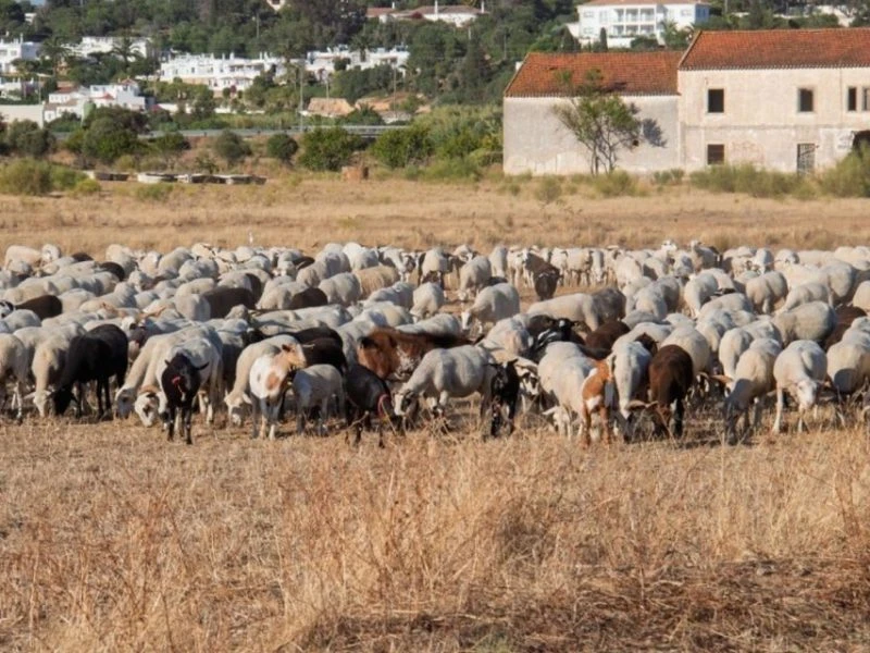 Portugal proposes EU funding for livestock grazing to prevent wildfires