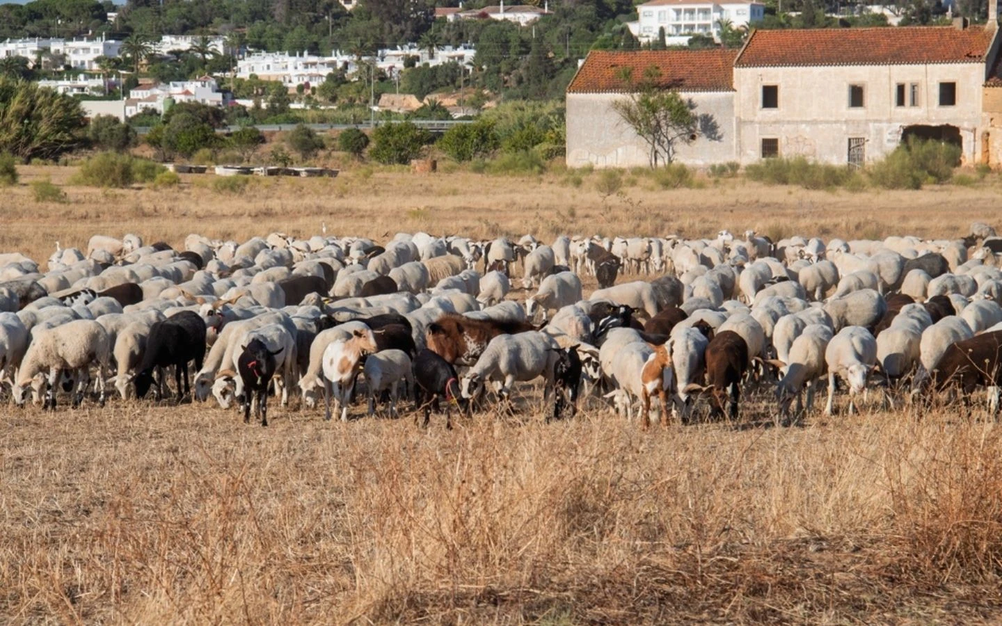 livestock grazing to prevent wildfires