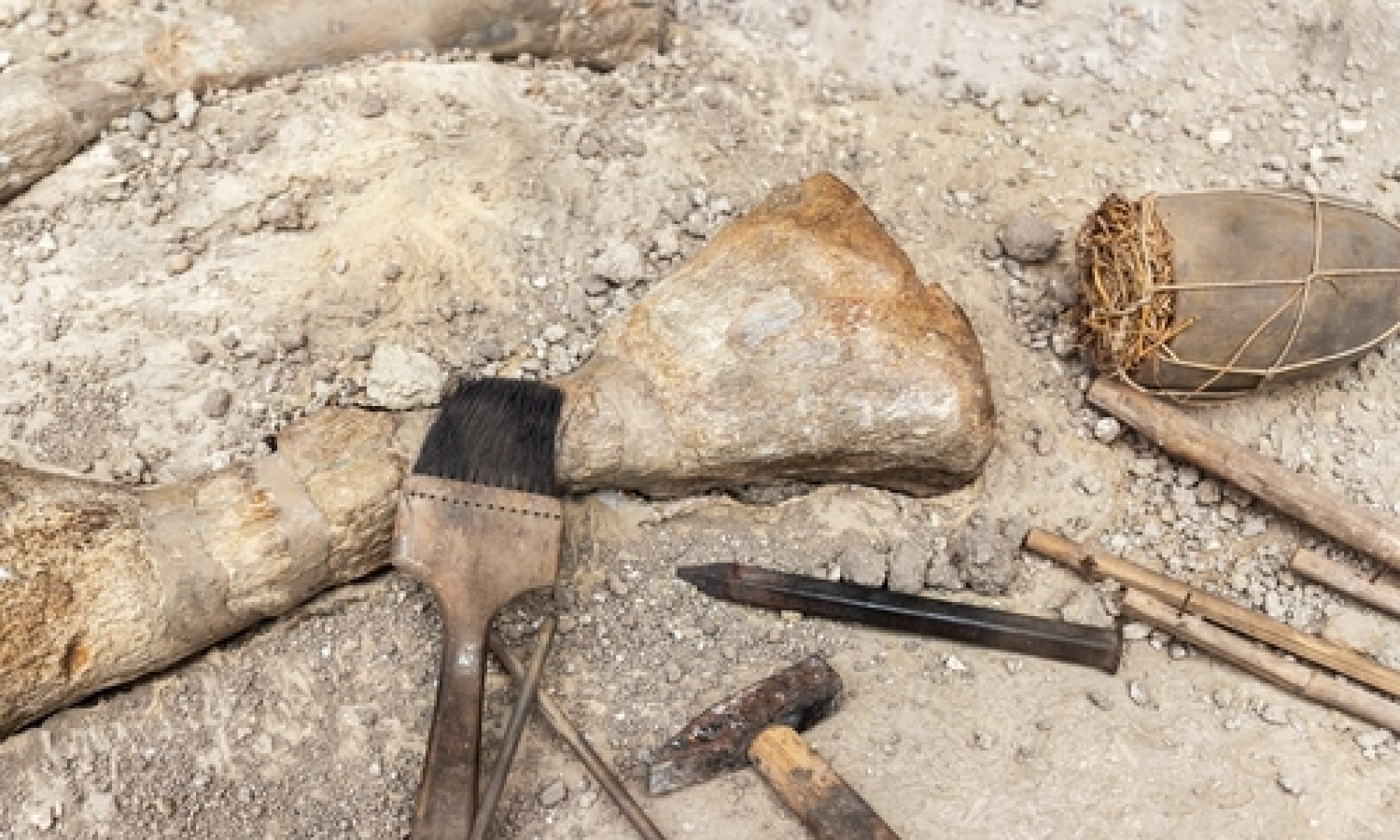 Discovery of giant new dinosaur in Brazil reveals prehistoric connection to Europe