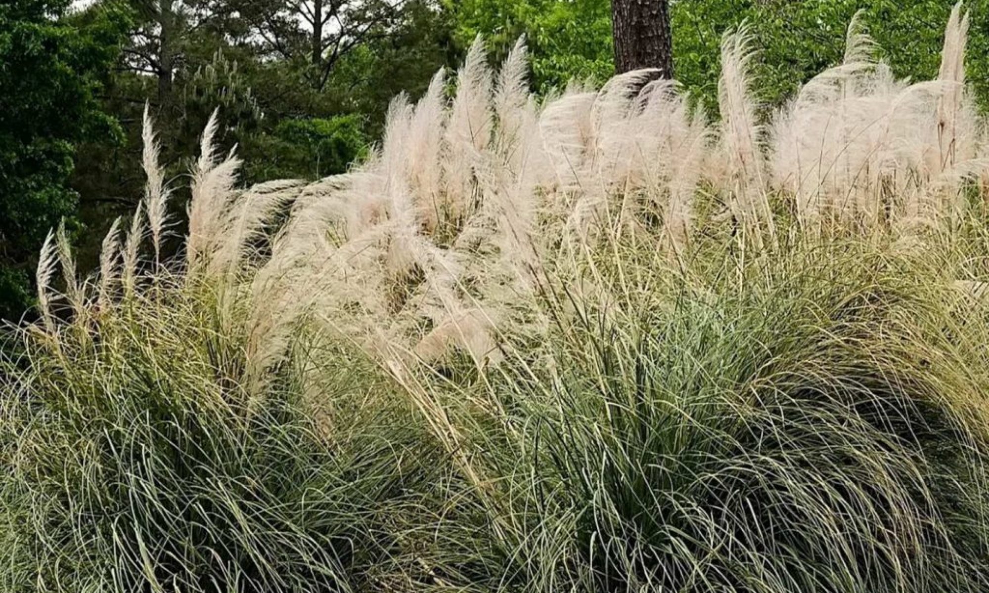 Invasive pampas grass threatens ecosystems and health across Portugal
