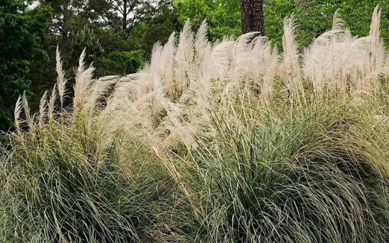 Invasive pampas grass threatens ecosystems and health across Portugal