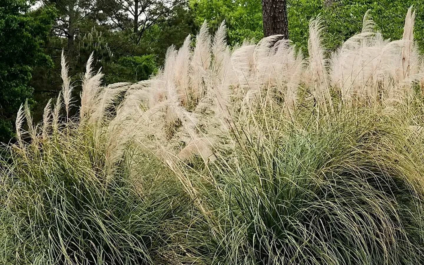 Invasive pampas grass threatens ecosystems and health across Portugal