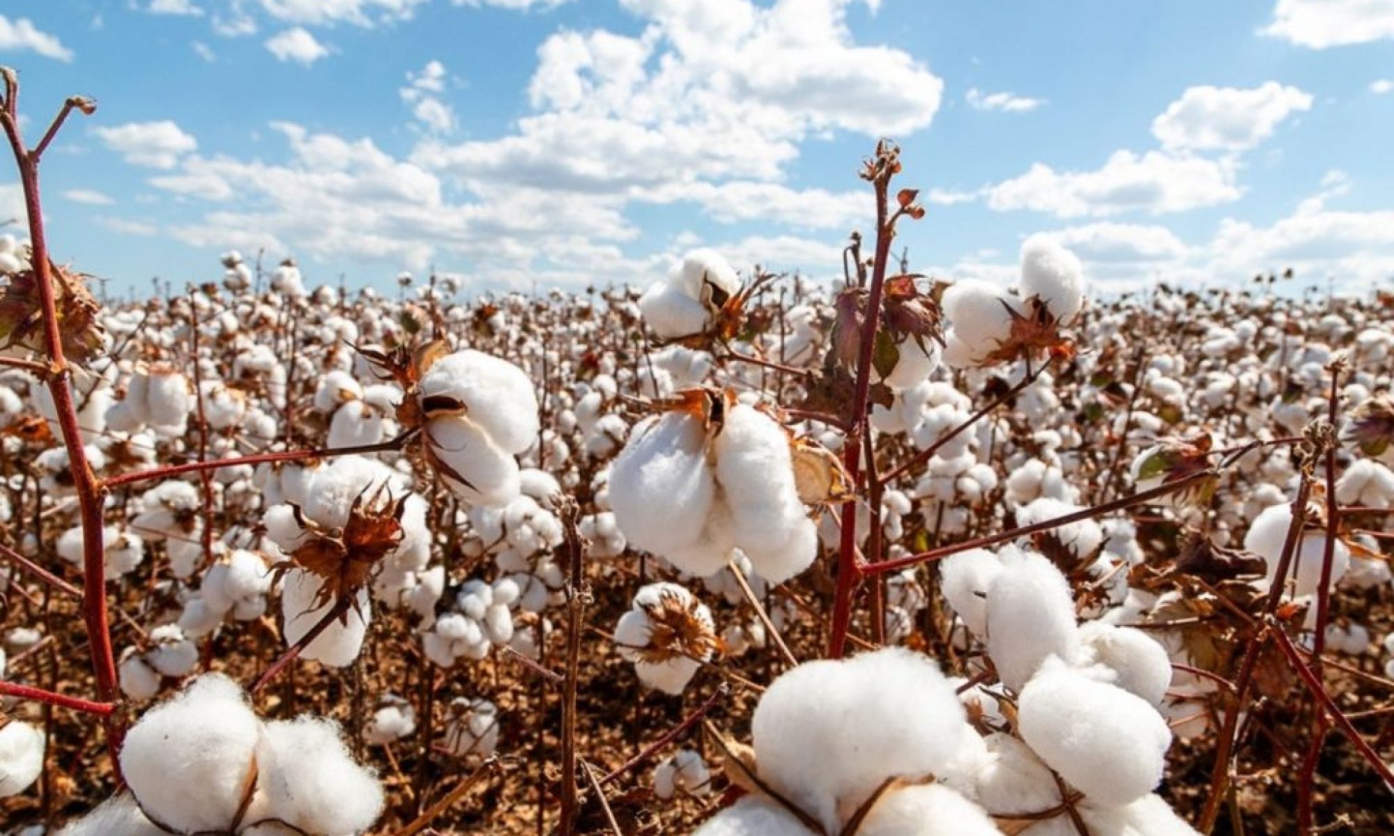 China drives demand as Brazilian cotton exports reach new heights