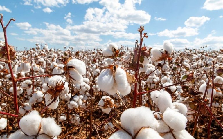 China drives demand as Brazilian cotton exports reach new heights